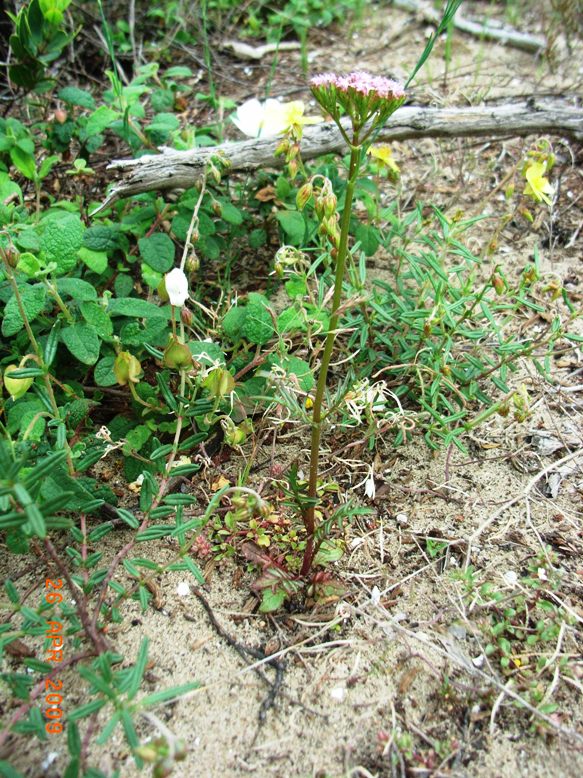Centranthus calcitrapa